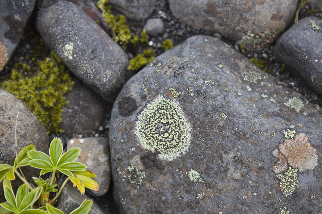 2011-07-05_15-46-19 island.jpg - Biotop auf Steinen